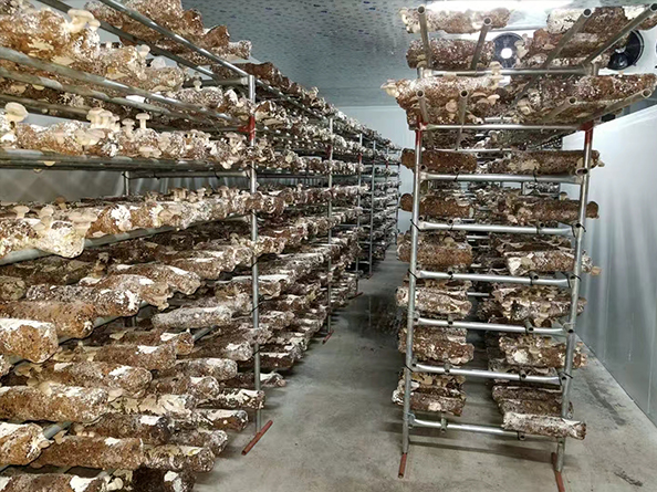 臺灣菌鮑菇培育多功能冷庫